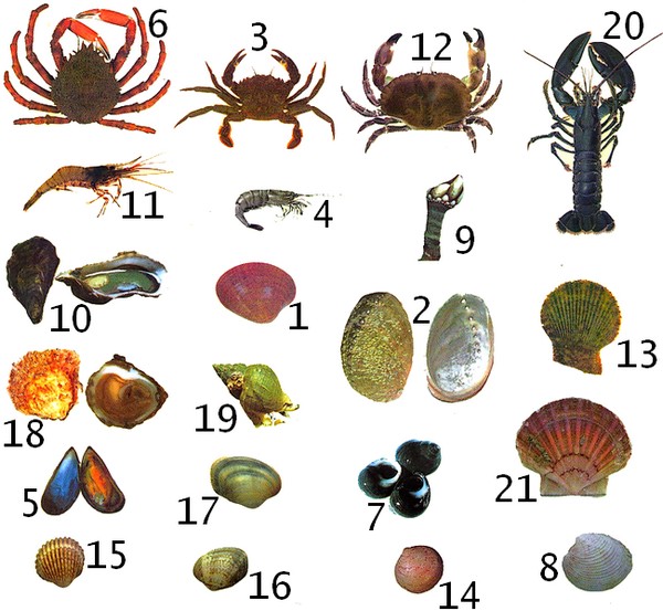 Oefeningen : la Mer, de Zee. Coquillages et crustacés